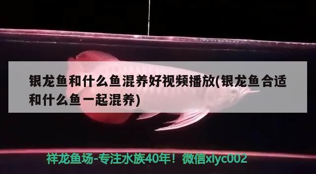 銀龍魚和什么魚混養好視頻播放(銀龍魚合適和什么魚一起混養)