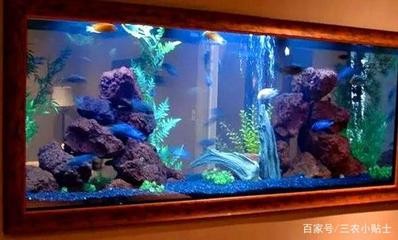 瓊海嘉積余顏水族寵物攤（瓊海嘉積鴨哪家最有名）