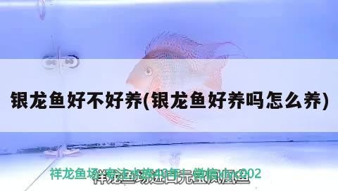銀龍魚好不好養(銀龍魚好養嗎怎么養)