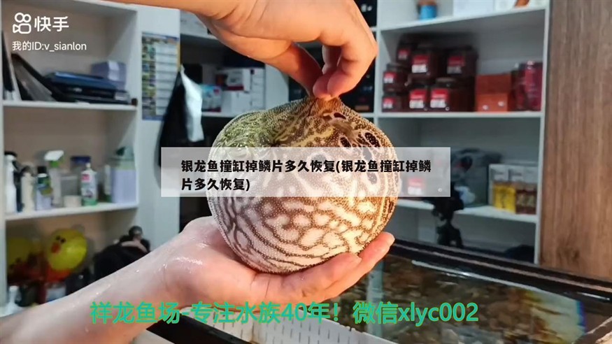 銀龍魚撞缸掉鱗片多久恢復(銀龍魚撞缸掉鱗片多久恢復)