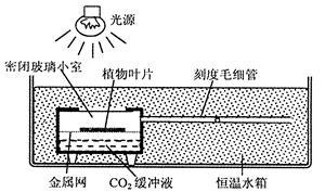 紅龍魚的含義（紅龍魚的含義是什么）