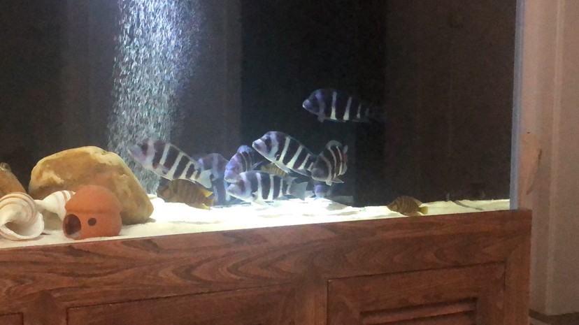 這條虎魚是下管了嗎 這條虎魚是下管了嗎 虎魚百科 第1張