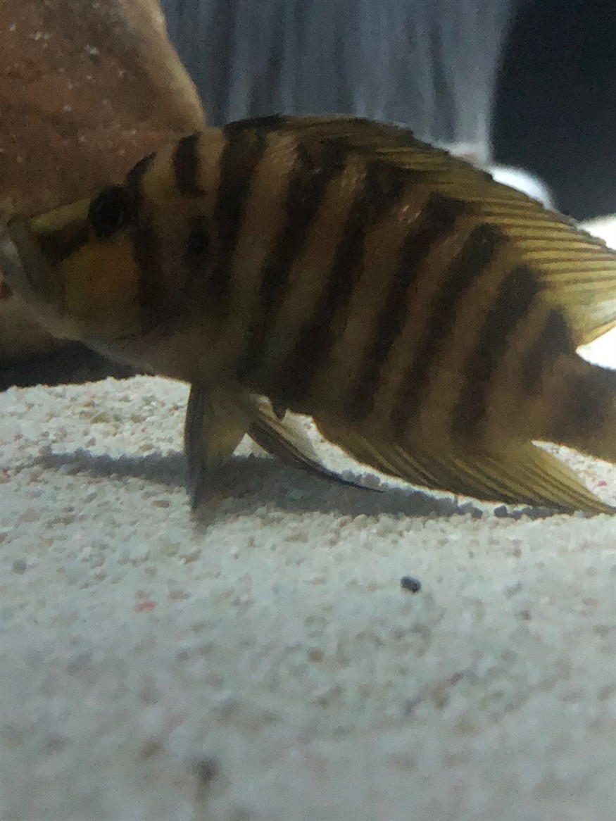 這條虎魚是下管了嗎 這條虎魚是下管了嗎 虎魚百科 第2張