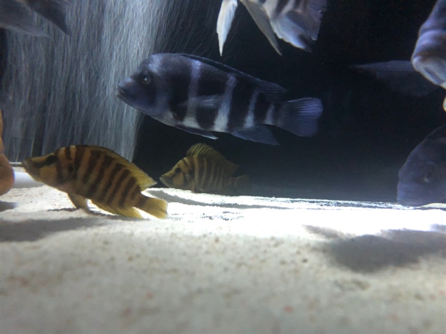 這條虎魚是下管了嗎 這條虎魚是下管了嗎 虎魚百科 第3張