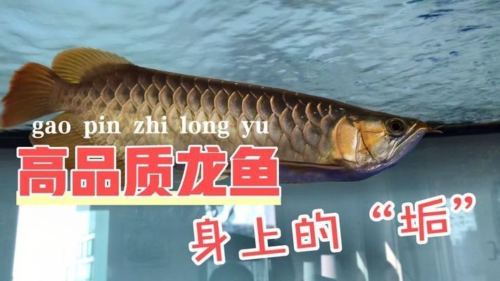 老孫說龍魚頻道，老孫說龍魚頻道是一個專注于龍魚養(yǎng)殖和養(yǎng)護的電視頻道