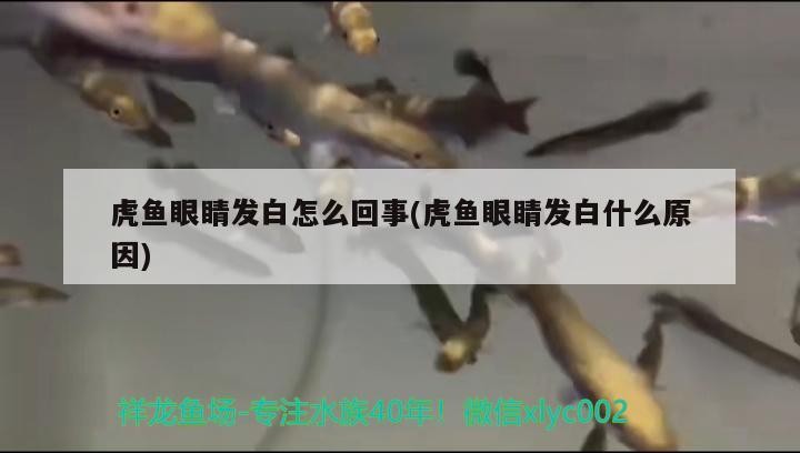 虎魚眼睛發白怎么回事(虎魚眼睛發白什么原因)