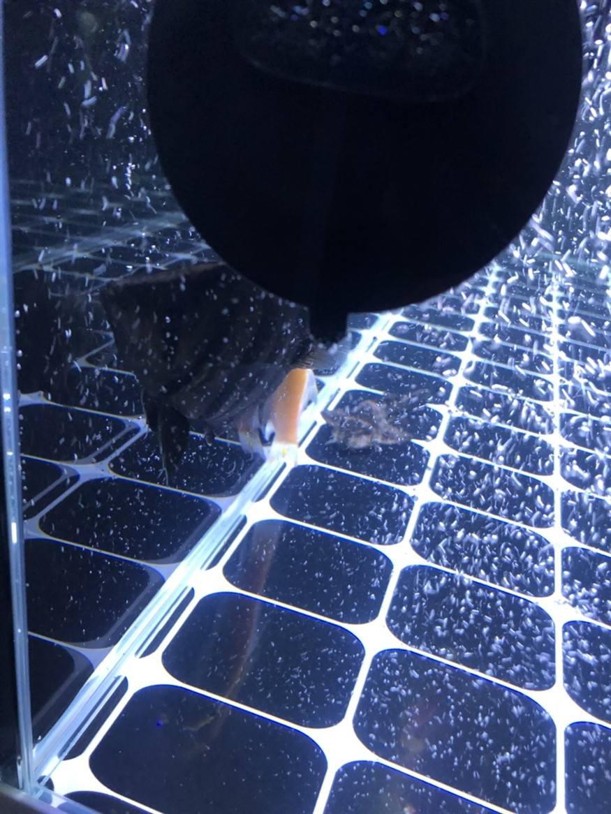 才買的小虎魚開燈一直躲怎么辦？
