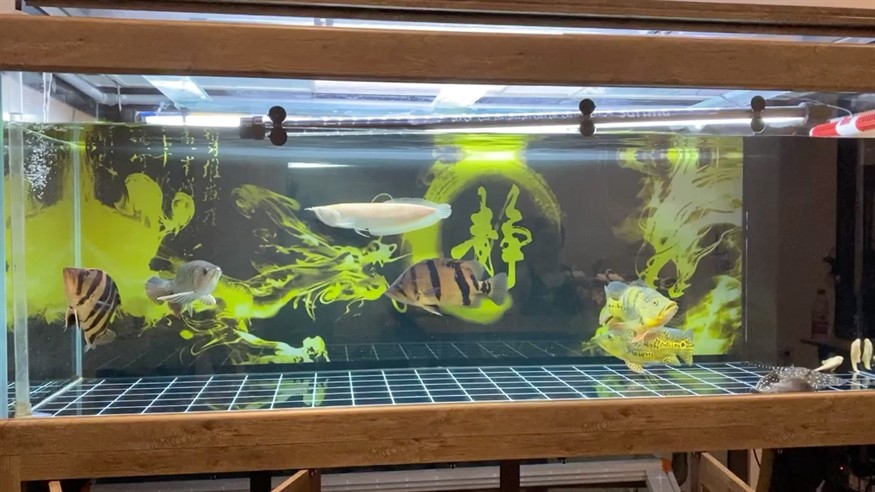 換水 困水 龍魚 虎魚 魟魚