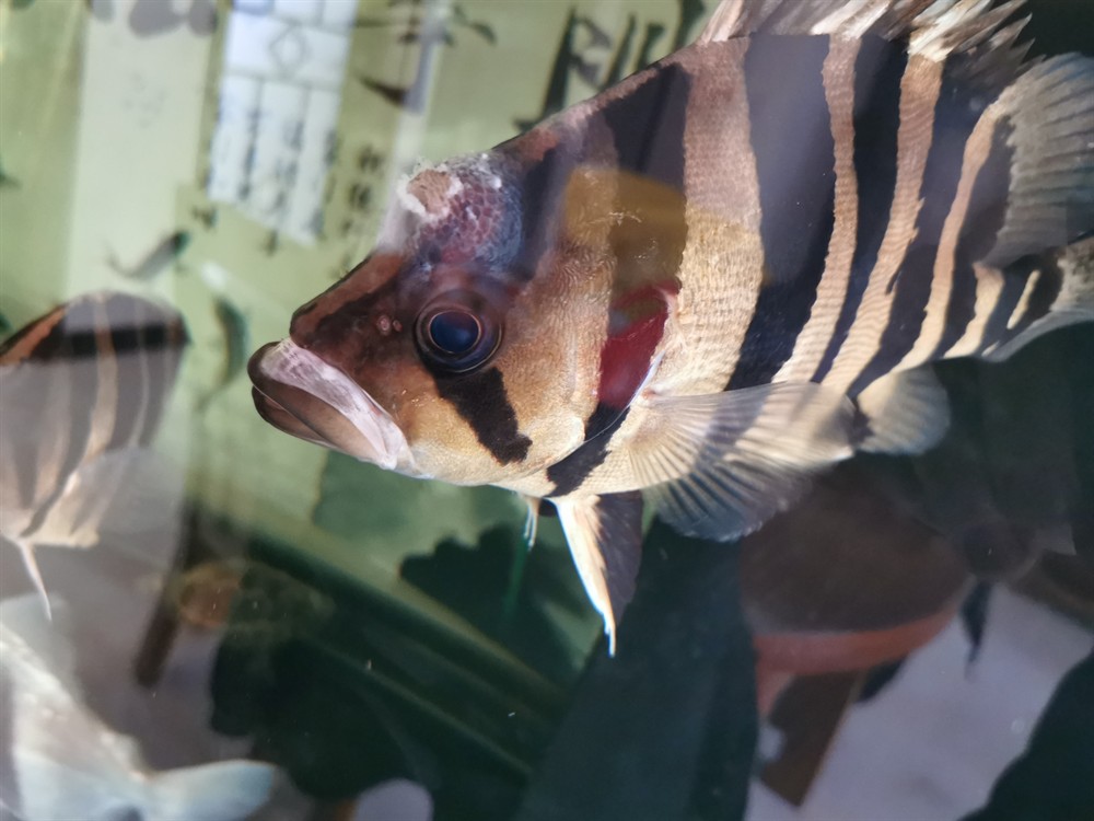 虎魚頭上長了一個大疙瘩怎么回事？