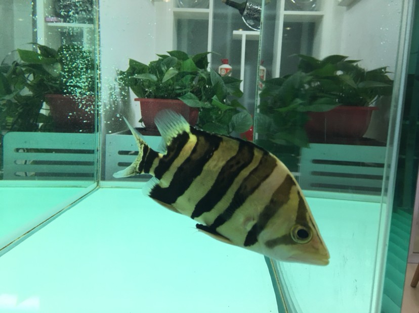 聽說現(xiàn)在虎魚價格很高 聽說現(xiàn)在虎魚價格很高 虎魚百科 第1張