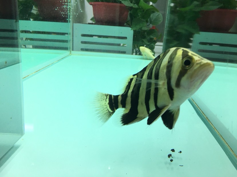 聽說現(xiàn)在虎魚價格很高 聽說現(xiàn)在虎魚價格很高 虎魚百科 第2張