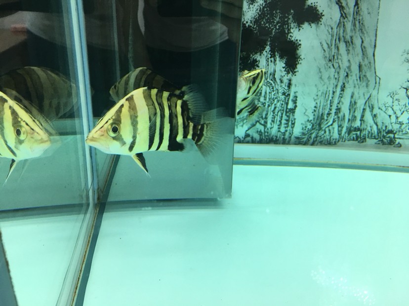 聽說現(xiàn)在虎魚價格很高 聽說現(xiàn)在虎魚價格很高 虎魚百科 第3張