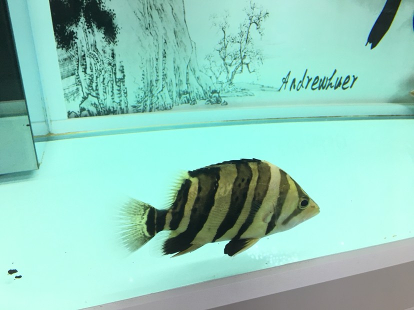 聽說現(xiàn)在虎魚價格很高 聽說現(xiàn)在虎魚價格很高 虎魚百科 第4張