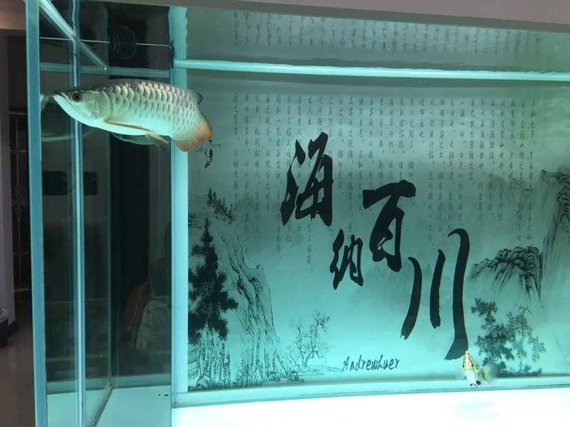 聽說現(xiàn)在虎魚價格很高 聽說現(xiàn)在虎魚價格很高 虎魚百科 第5張