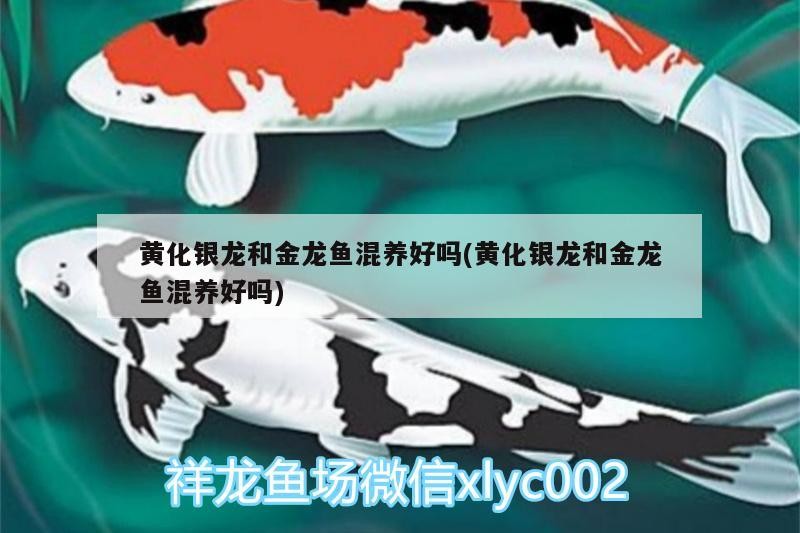 大家猜猜這條虎魚多大尺寸
