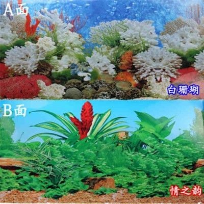 白背景魚缸造景：白色背景魚缸造景的基本步驟