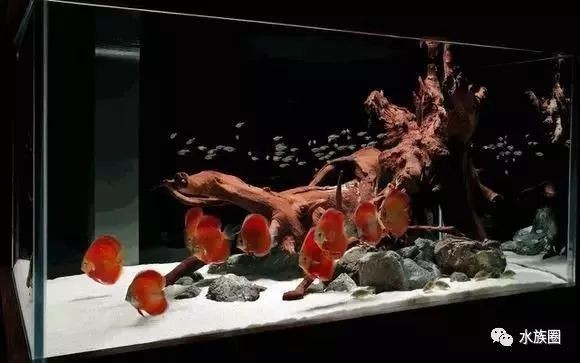 白背景魚缸造景：白色背景魚缸造景的基本步驟