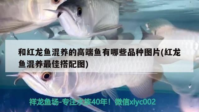合肥龍魚上門回收電話多少號（《西游記》中河寬800里什么概念）