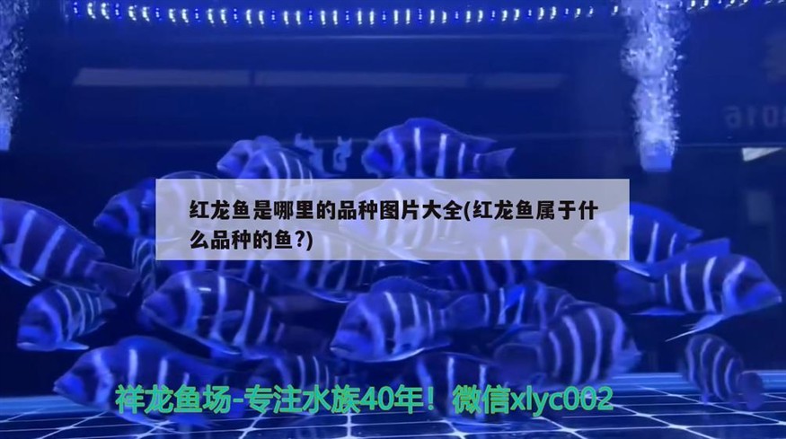 合肥龍魚上門回收電話多少號（《西游記》中河寬800里什么概念）