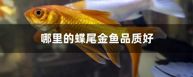 哪里的蝶尾金魚品質好