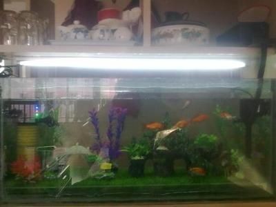 不帶氧氣的魚缸多久換一次水：不帶氧氣的魚缸如何養護