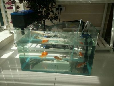 大圓魚缸適合養(yǎng)什么魚：哪些魚適合養(yǎng)在大圓魚缸中？ 大圓魚缸適合養(yǎng)什么魚：哪些魚適合養(yǎng)在大圓魚缸中？ 魚缸百科 第1張