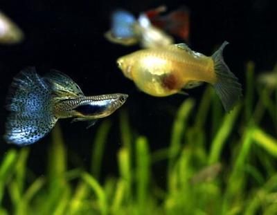 比較好養的魚缸觀賞魚：10種好養的觀賞魚品種推薦10種好養的觀賞魚品種推薦