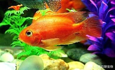 比較好養的魚缸觀賞魚：10種好養的觀賞魚品種推薦10種好養的觀賞魚品種推薦