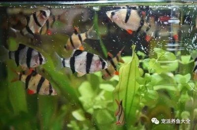 比較好養的魚缸觀賞魚：10種好養的觀賞魚品種推薦10種好養的觀賞魚品種推薦