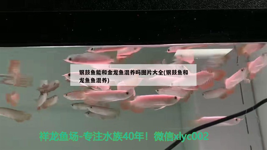 銀鼓魚能和金龍魚混養嗎圖片大全(銀鼓魚和龍魚魚混養)