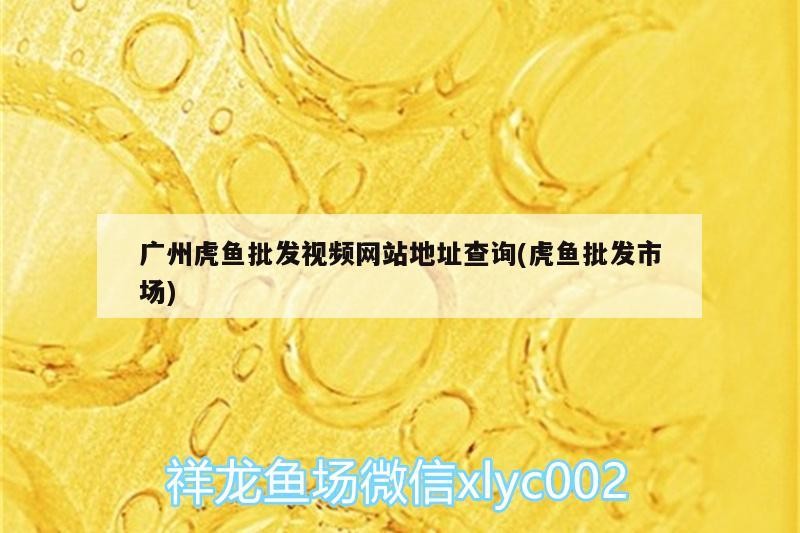廣州虎魚批發(fā)視頻網(wǎng)站地址查詢(虎魚批發(fā)市場(chǎng))