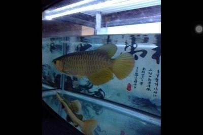 27度養龍魚行不行