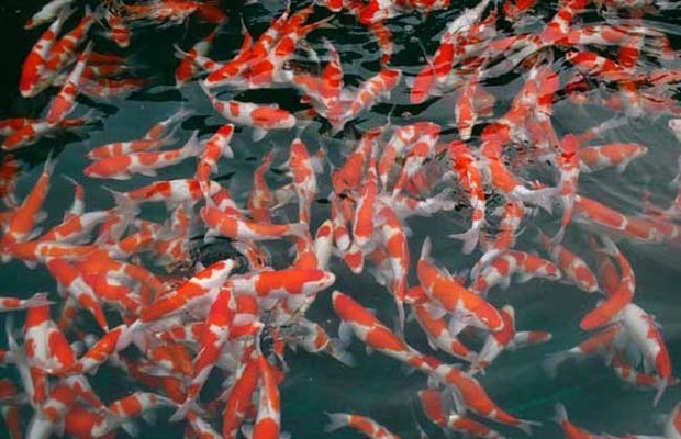 紅龍魚怎么飼養好（紅龍魚怎么飼養好看）