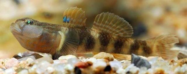 紅龍魚怎么飼養(yǎng)好（紅龍魚怎么飼養(yǎng)好看）