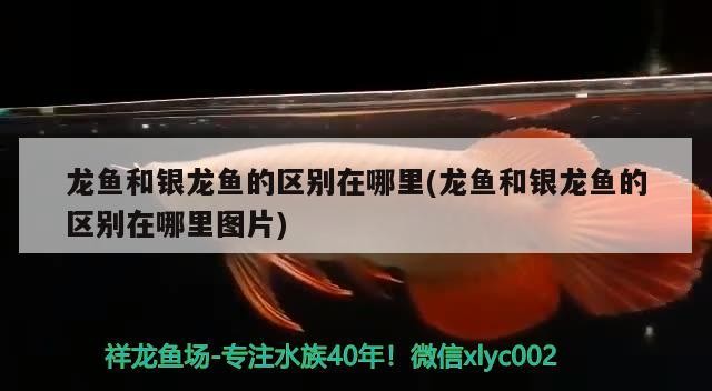 青龍魚 龍魚和銀龍魚的區(qū)別在哪里(龍魚和銀龍魚的區(qū)別在哪里圖片) 銀龍魚百科 龍魚和銀龍魚的區(qū)別在哪里(龍魚和銀龍魚的區(qū)別在哪里圖片) 龍魚和銀龍魚的區(qū)別在哪里(龍魚和銀龍魚的區(qū)別在哪里圖片) 銀龍魚百科