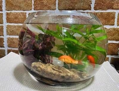 大型景觀魚(yú)缸推薦：大型景觀魚(yú)缸選擇