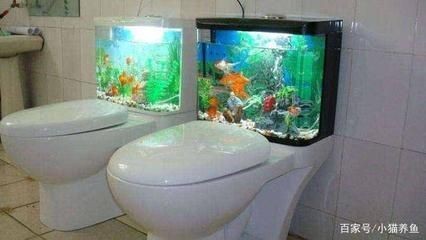 衡水市桃城區(qū)洪彬水族館（衡水市桃城區(qū)洪彬水族館地址） 衡水市桃城區(qū)洪彬水族館（衡水市桃城區(qū)洪彬水族館地址） 全國(guó)水族館企業(yè)名錄 第1張