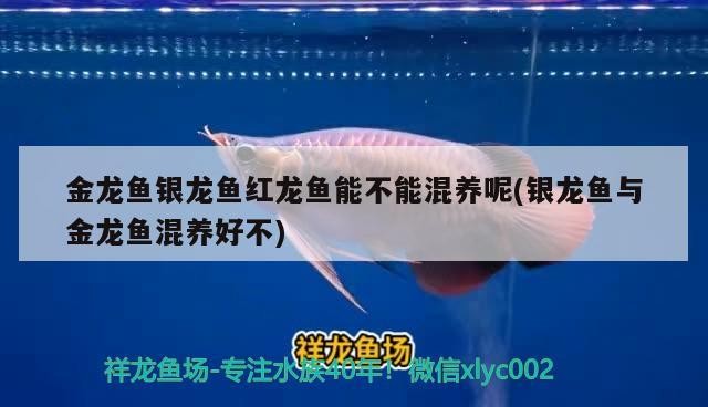 金龍魚銀龍魚紅龍魚能不能混養呢(銀龍魚與金龍魚混養好不)