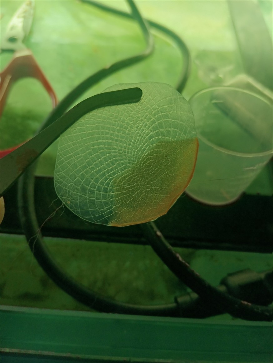 虎魚搶了一條小魚