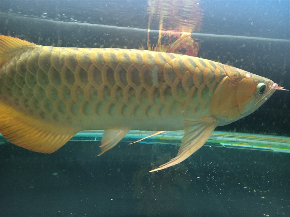 虎魚搶了一條小魚