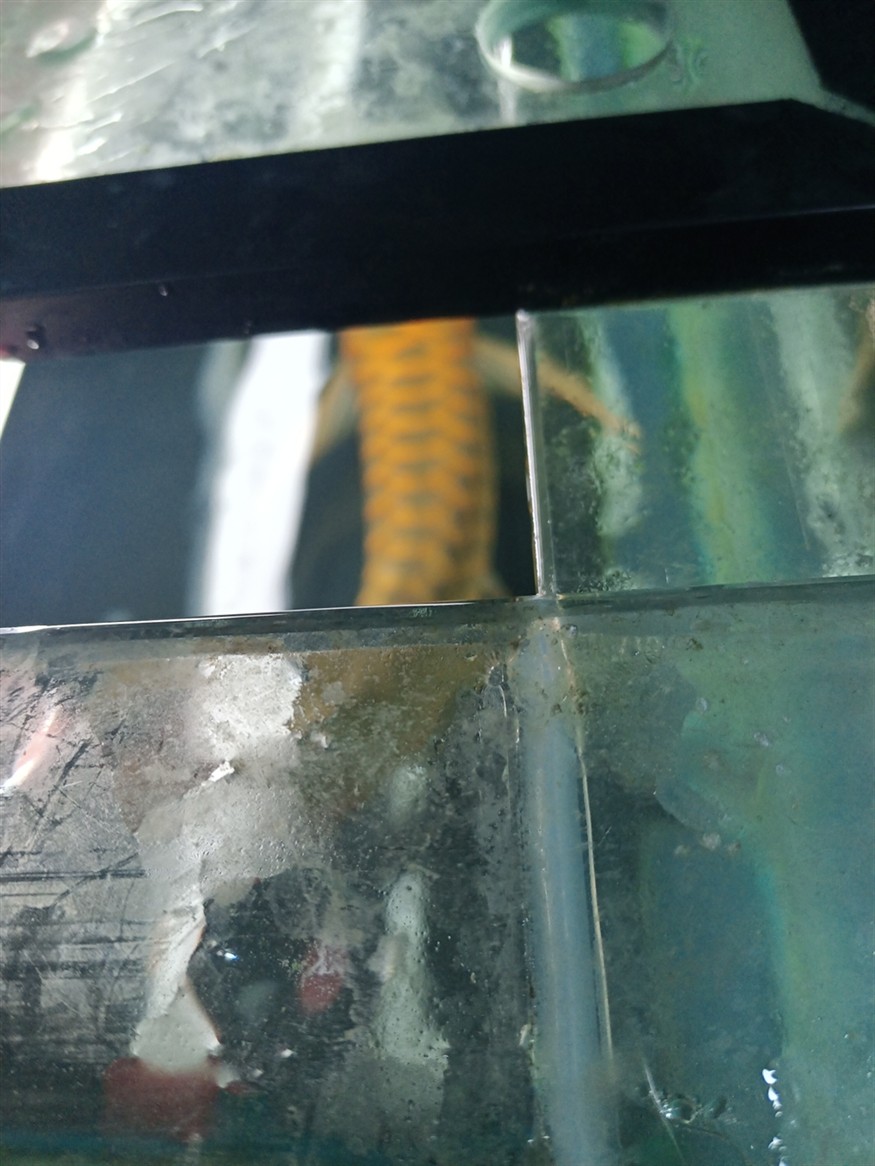 虎魚搶了一條小魚