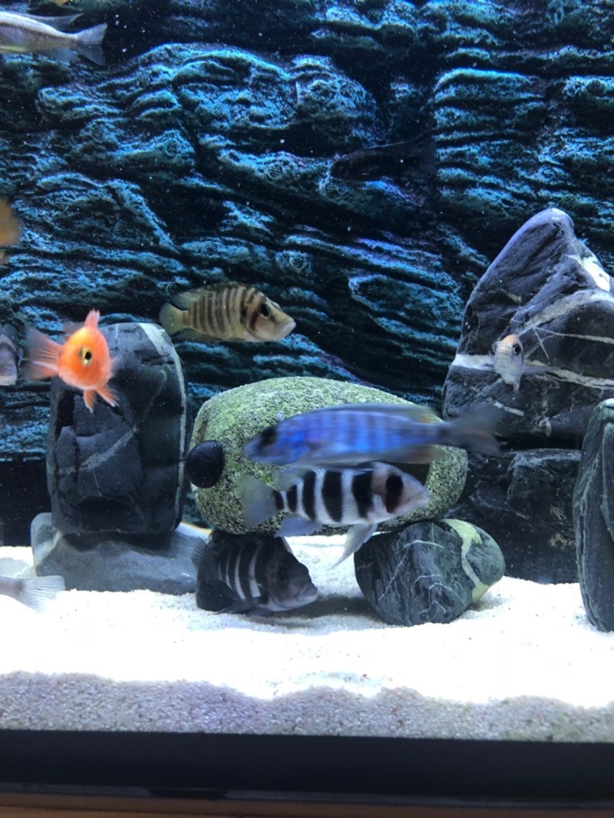 新近兩條虎想把后兩張圖片里的兩條魚扔了感覺是激素魚