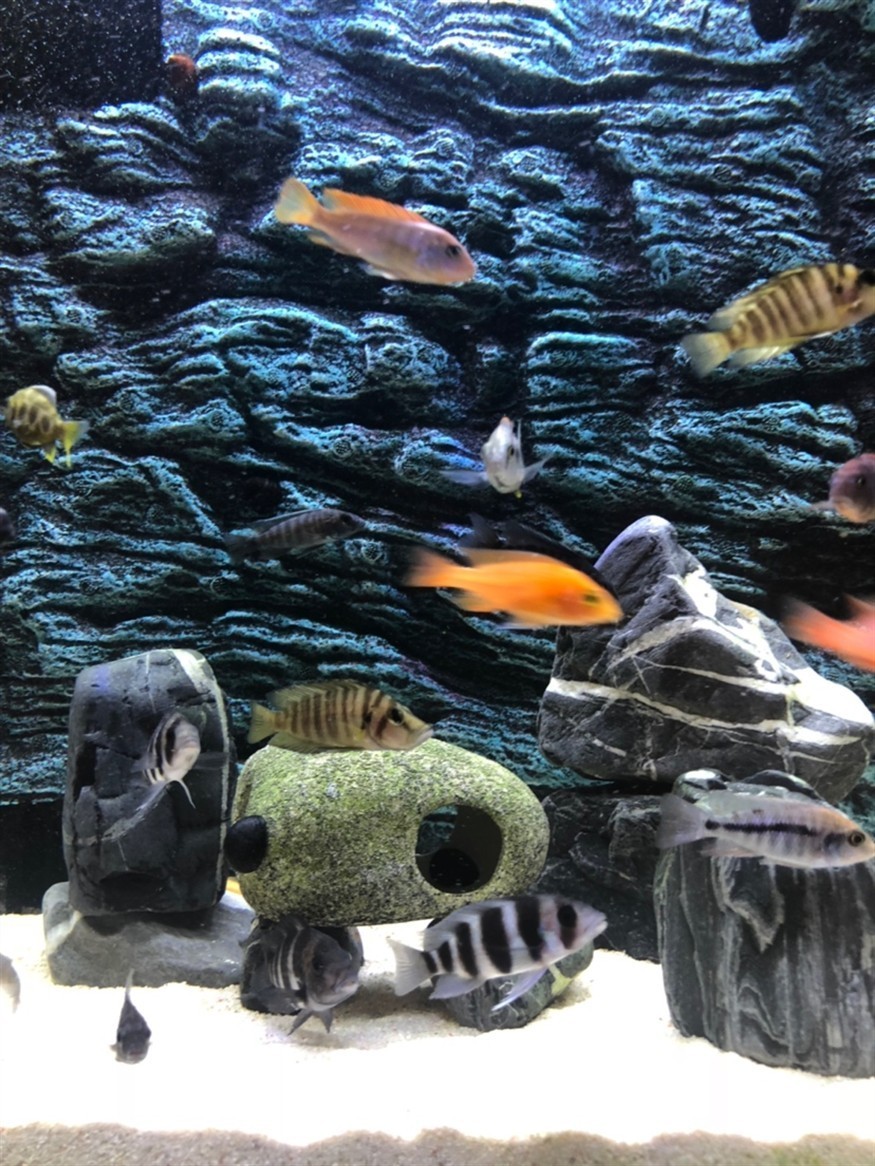 新近兩條虎想把后兩張圖片里的兩條魚扔了感覺是激素魚