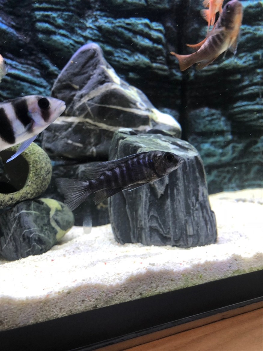 新近兩條虎想把后兩張圖片里的兩條魚扔了感覺是激素魚 新近兩條虎想把后兩張圖片里的兩條魚扔了感覺是激素魚 虎魚百科 第4張