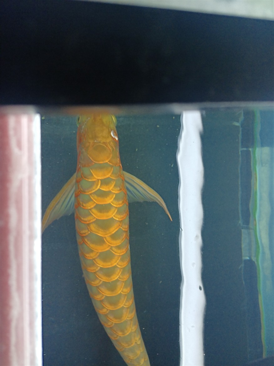 虎魚搶了一條小魚