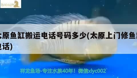 太原魚(yú)缸搬運(yùn)電話(huà)號(hào)碼多少(太原上門(mén)修魚(yú)缸電話(huà))