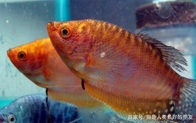 龍魚如何養好體型大一點