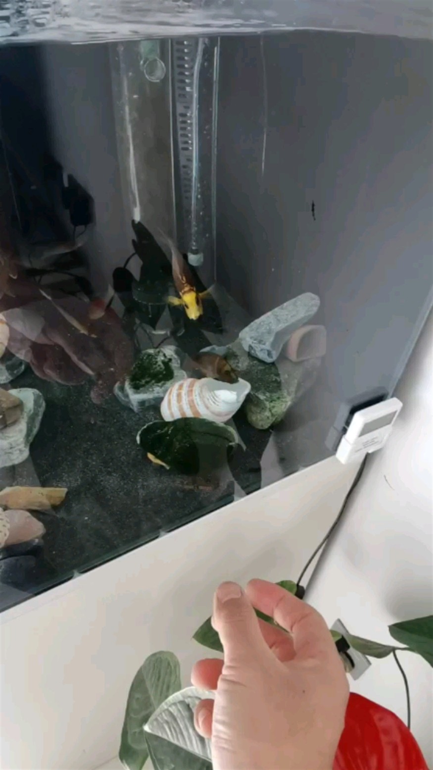 金頭虎繁殖歡迎魚友交流