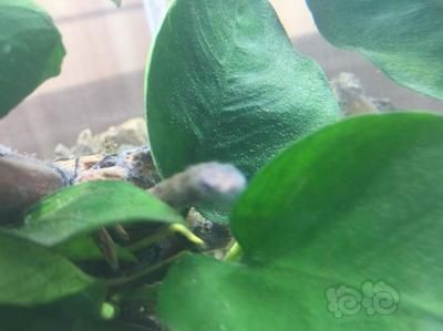 詳細閱讀:幫我放魚缸:魚缸擺放有什么風水講究? 幫我放魚缸:魚缸擺放有什么風水講究?