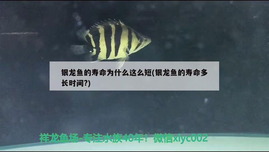 銀龍魚(yú)的壽命為什么這么短(銀龍魚(yú)的壽命多長(zhǎng)時(shí)間?)